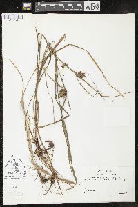 Carex louisianica image