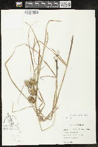 Carex louisianica image