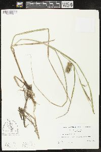 Carex louisianica image