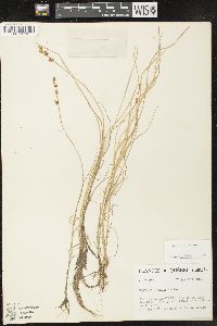 Carex mackenziei image