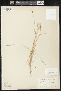 Carex mackenziei image