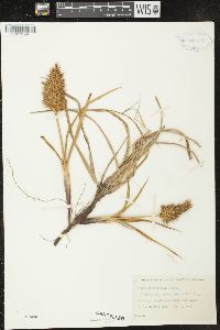 Carex macrocephala image