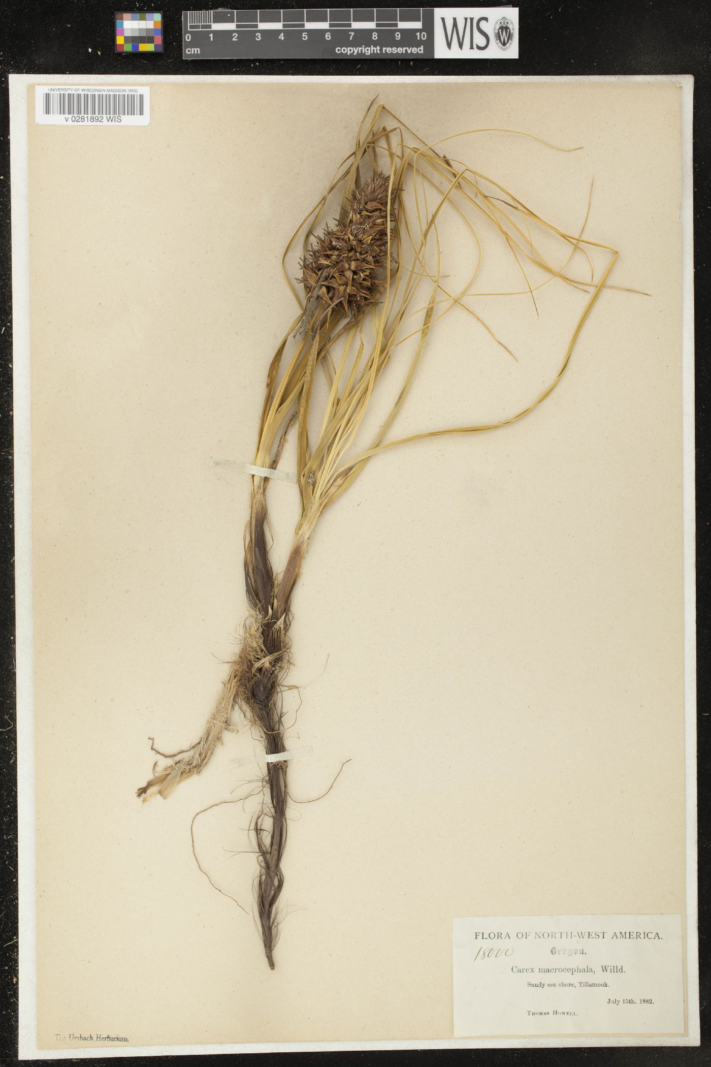 Carex macrocephala image