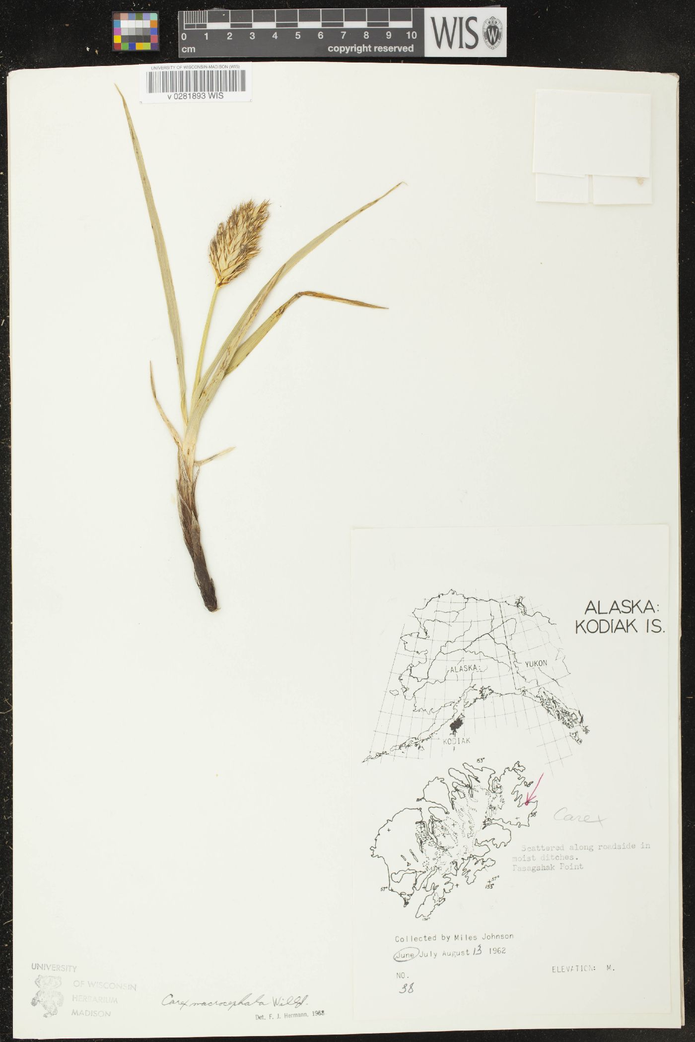 Carex macrocephala image