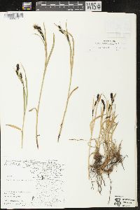 Carex macrochaeta image