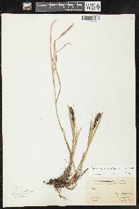 Carex macrochaeta image