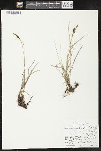 Carex macrochaeta image