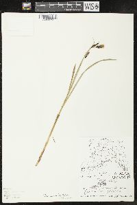 Carex macrochaeta image