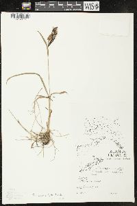 Carex macrochaeta image