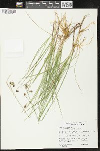 Carex magellanica subsp. irrigua image