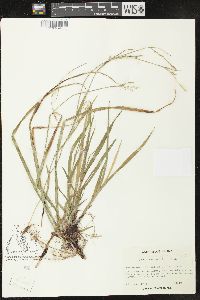 Carex manhartii image