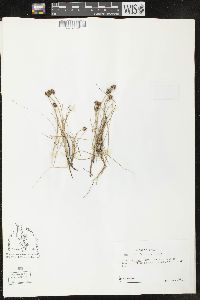 Carex maritima image