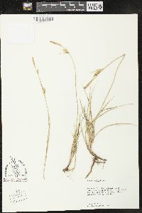 Carex meadii image