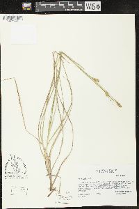 Carex meadii image