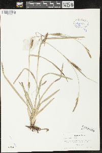 Carex meadii image