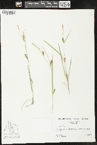 Carex meadii image