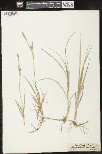 Carex meadii image