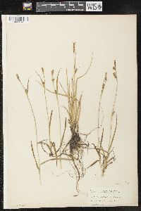 Carex meadii image