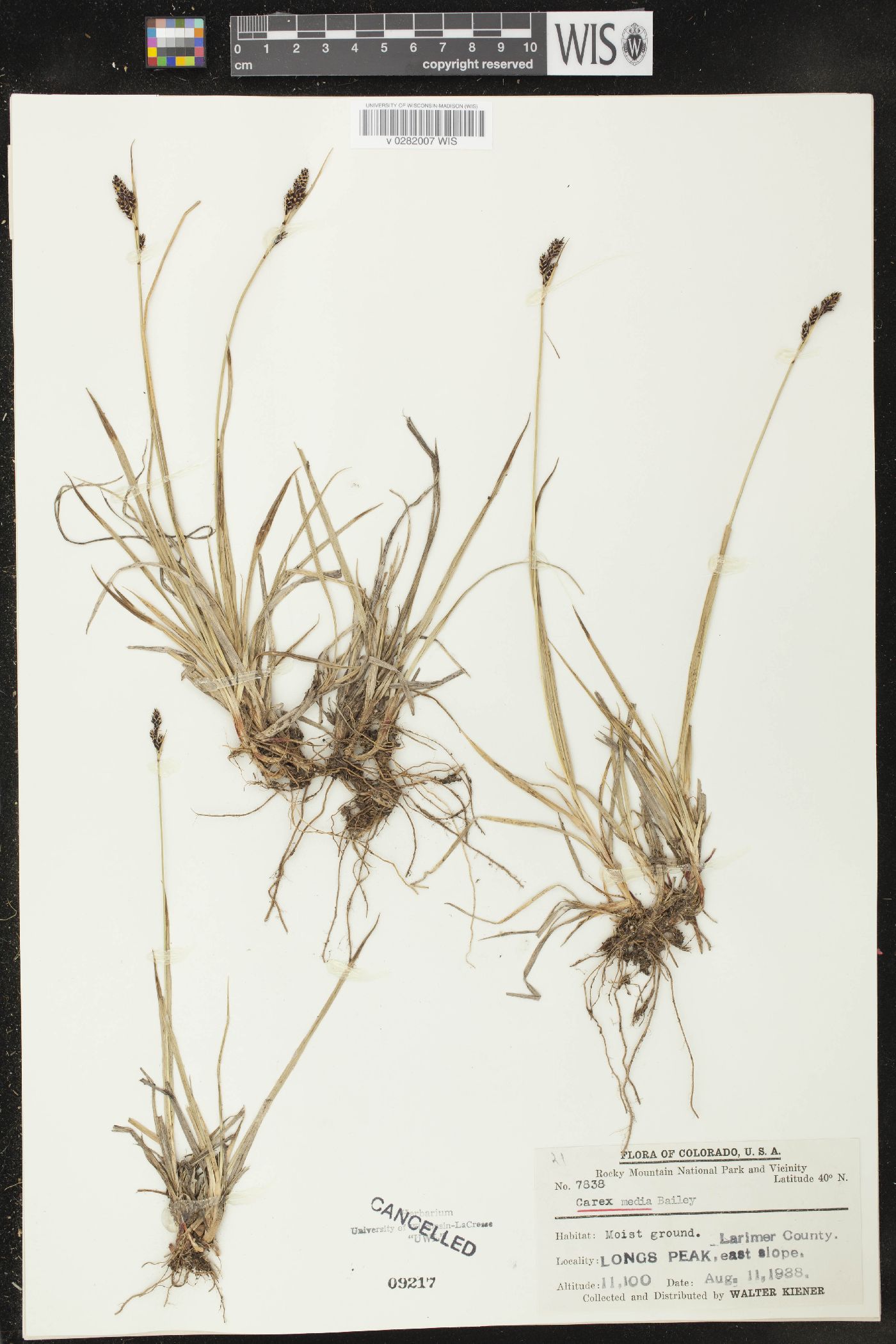 Carex norvegica subsp. inferalpina image