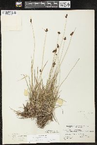 Carex norvegica subsp. inferalpina image