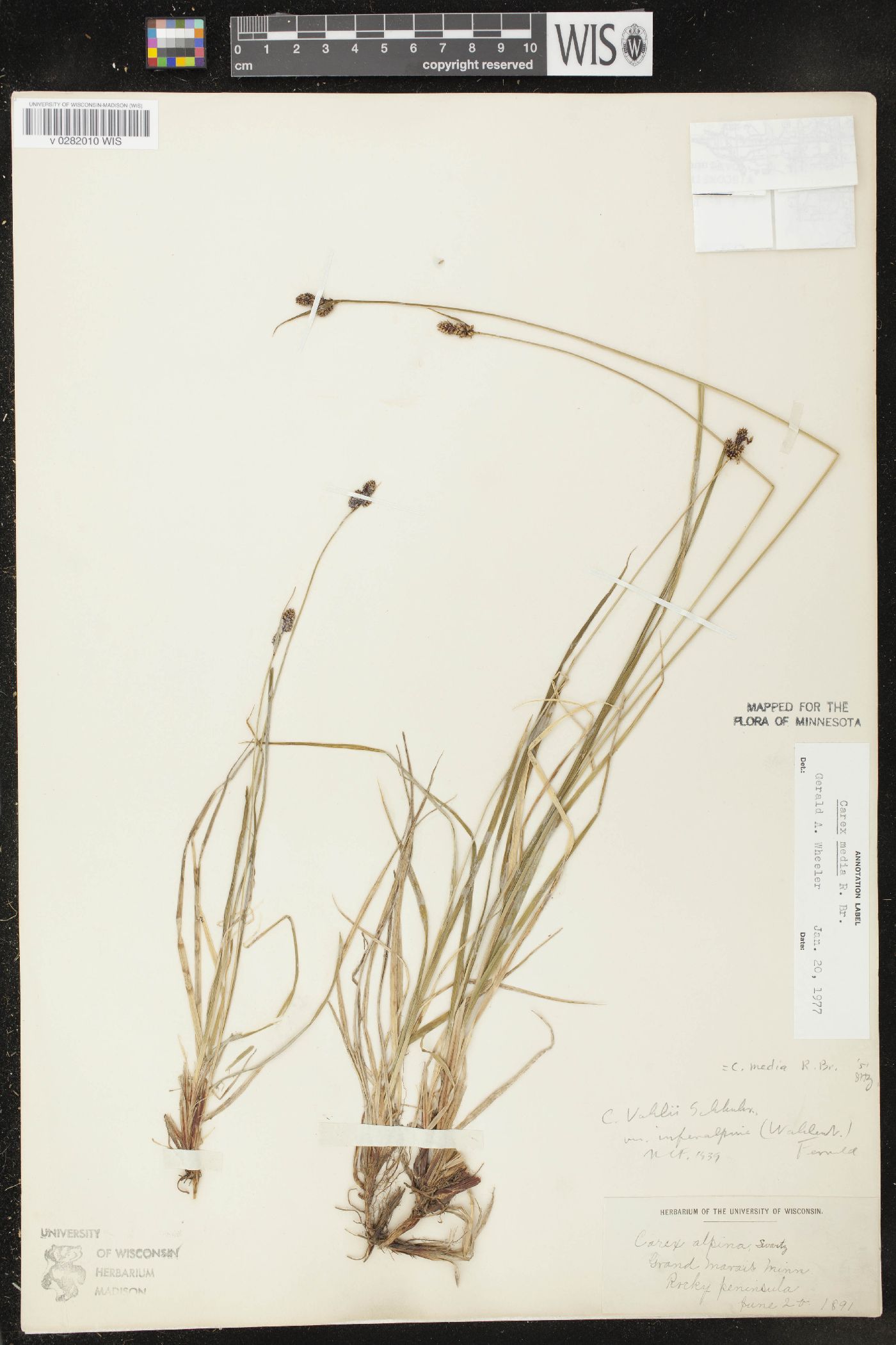 Carex norvegica subsp. inferalpina image