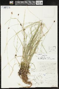 Carex norvegica subsp. inferalpina image
