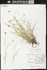 Carex norvegica subsp. inferalpina image