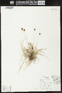 Carex norvegica image