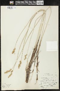 Carex merritt-fernaldii image