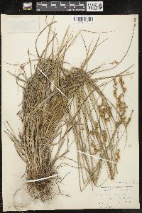 Carex merritt-fernaldii image