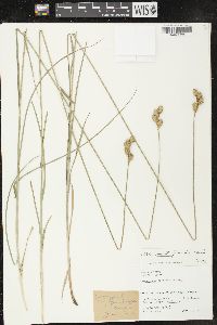 Carex merritt-fernaldii image