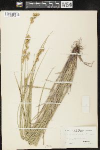 Carex merritt-fernaldii image