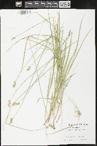 Carex merritt-fernaldii image