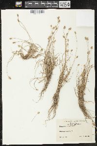 Carex leavenworthii image