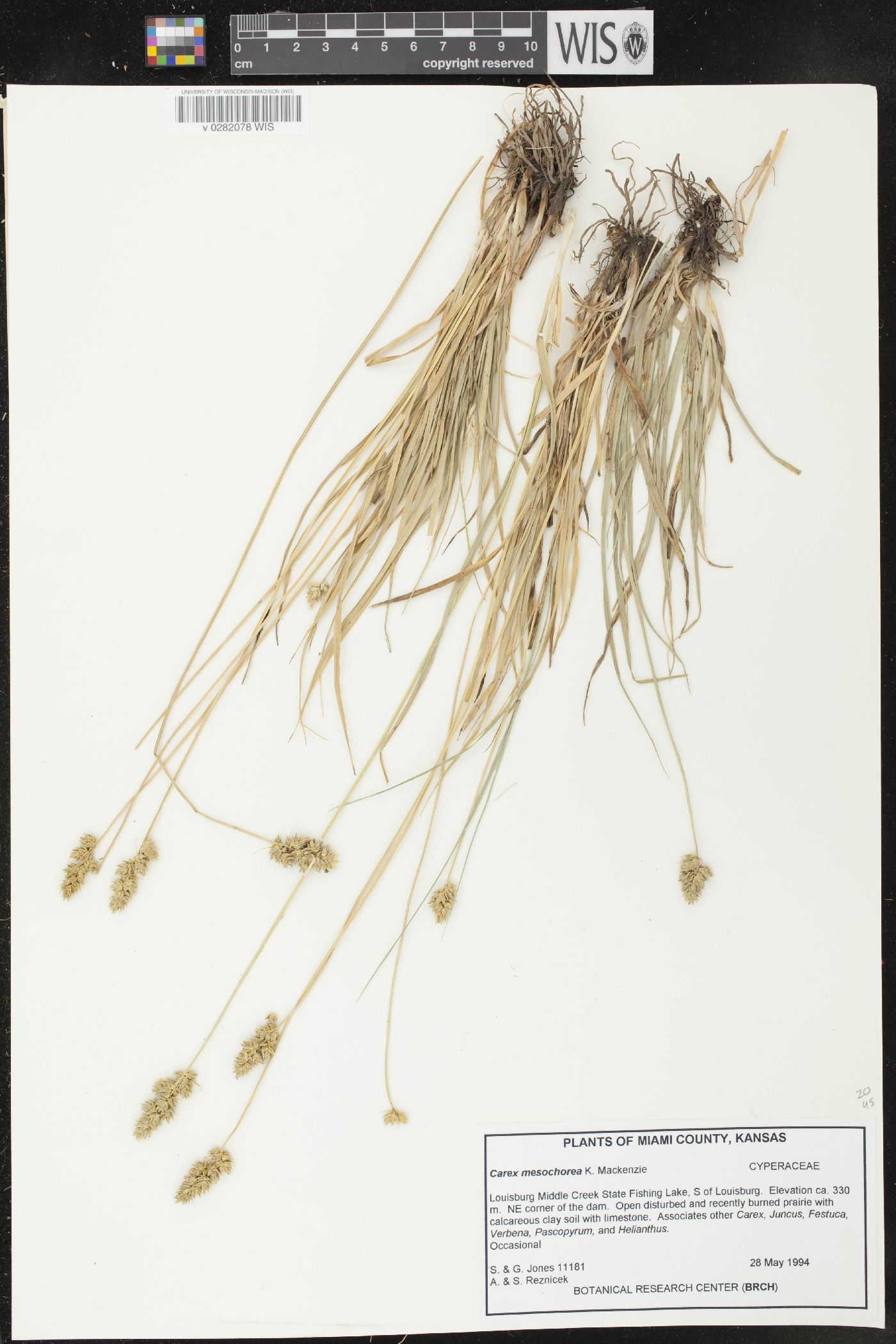 Carex mesochorea image