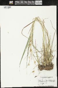 Carex michauxiana image