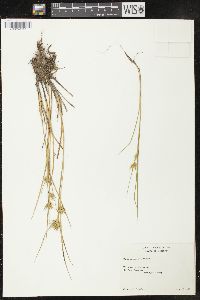 Carex michauxiana image