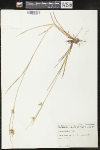 Carex michauxiana image