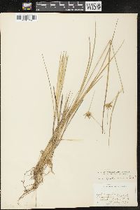 Carex michauxiana image