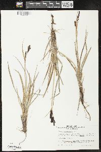 Carex microchaeta image