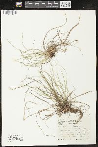 Carex microrhyncha image