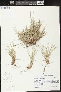 Carex microrhyncha image