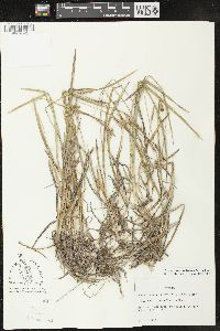 Carex microdonta image