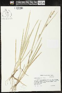 Carex microdonta image