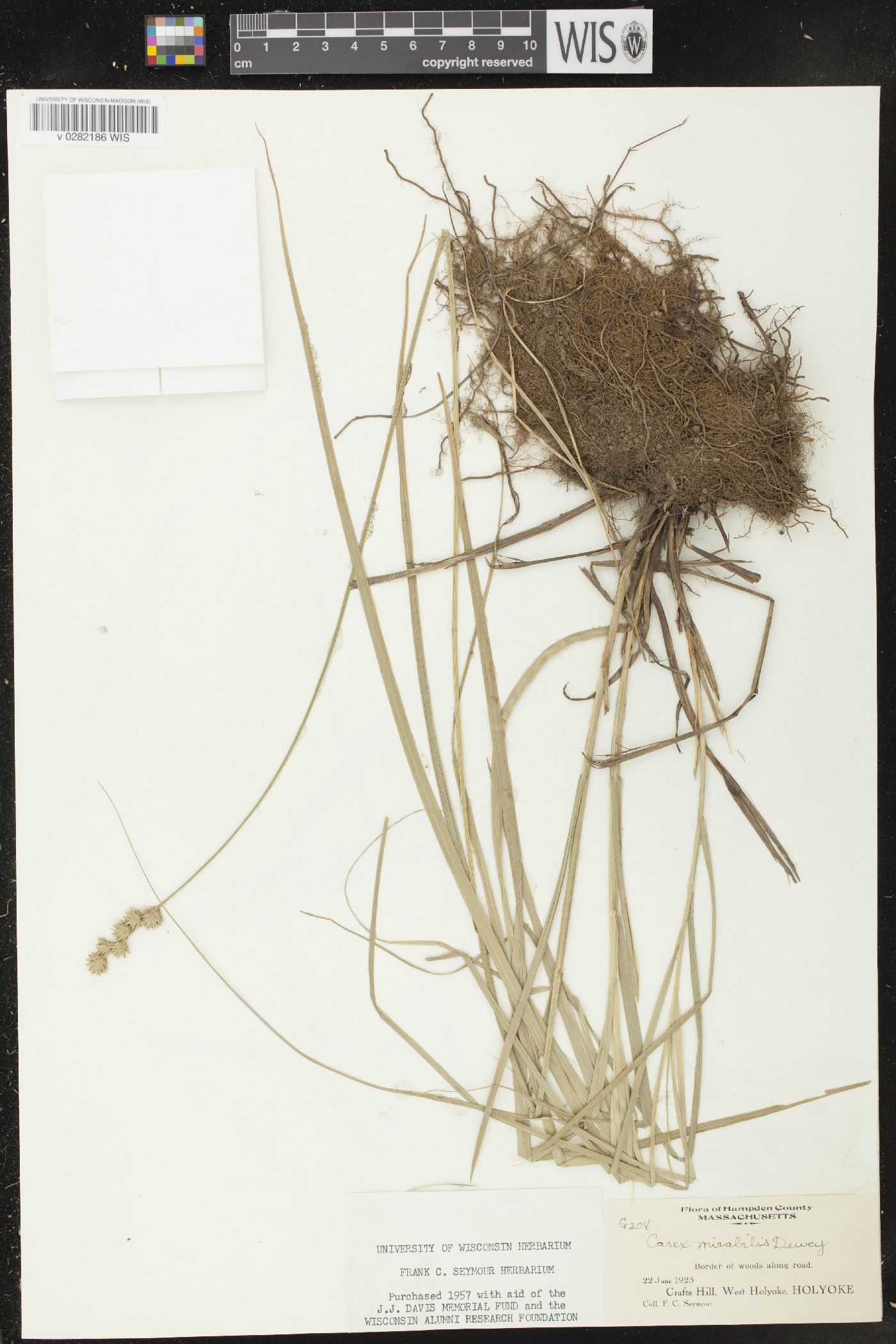 Carex mirabilis image