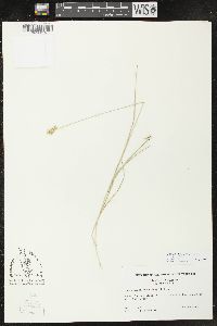 Carex molesta image