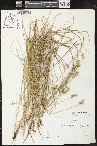 Carex molesta image