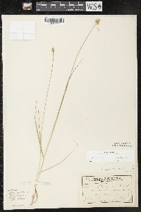 Carex molesta image
