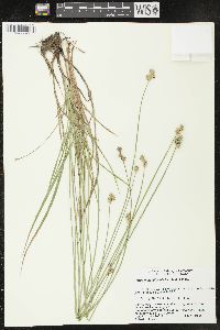 Carex molestiformis image