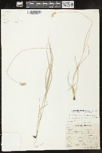 Carex molestiformis image